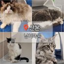산본타운 | 군포 아이랑 가볼만한곳 산본 고양이카페 냥이타운