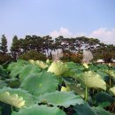 회산백련지 만남의 광장 네이버블로그