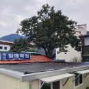 감나무묵집