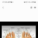 엘레강스·경