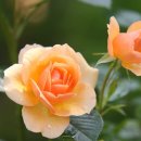 안경OK콘텍트 이미지