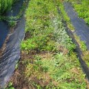 하사제일농장 이미지