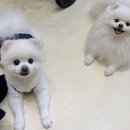 챠밍애견 이미지