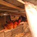 욱이네 농장 이미지