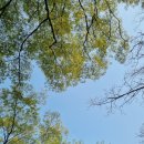 궁내로8번길 | 창덕궁 후원 예약 성공하고 관람 지도 주차정보도 있어요