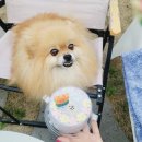 페리토리 | 강아지 생일파티 페리토리 케이크 빠질 수 없지