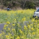 유채꽃길 이미지