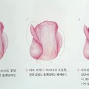 기초 보태니컬아트 기법 이미지