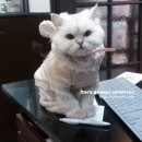 루나동물병원 이미지