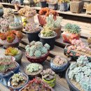 도담농원 이미지