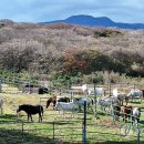 입동목장 이미지