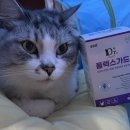 (주)이엘티사이언스 | [냐옹닥터]플렉스 가드 고양이관절 영양제 노령묘 관절 관리 케어로 추천