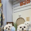 반여2동-10 | 부산 24시 애견용품점 해운대 댕근마캣, 광안대교 밥꾸 그릇부터 수제사료까지 털어옴