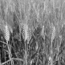 보리타작 이미지