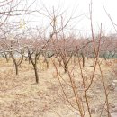 과수원 피스 이미지