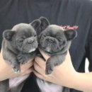 넥서스켄넬 이미지