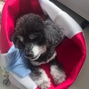 강남애견백화점 이미지