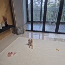 우쭈쭈플렉스 강아지 유치원 호텔 이미지