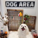 도그아레아 이미지