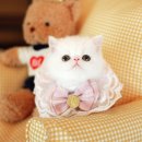 강서고양이분양 나비캣 이미지