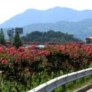 배롱나무거리 이미지