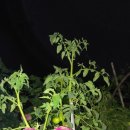 고박사 보청기 이미지