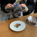 달자 이탈리안레스토랑 | [합정]<얼띵앤키친>-합정애견동반식당,상수양식맛집,이탈리안레스토랑