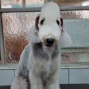 솜솜 애견미용 이미지