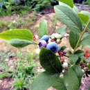 장계농장 이미지