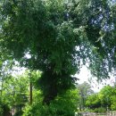 홍련봉공원 이미지