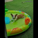 맑은오늘 애견유치원&호텔 이미지