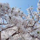 경희대(수원)30만평 벚꽃축제 이미지