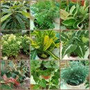 함박꽃웃음 붓꽃마을 이미지