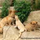 견우와 직녀농장 이미지