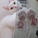 고양이 발바닥 이미지