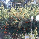 초우농장 | 제주 귤 농장 카페 중문 안덕면 cafe제주237