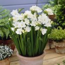 프리지아 B 이미지