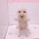 애견미용실 꽃개 이미지