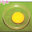 새실산업 Daum카페