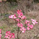 산딸나무 체로키 & 산딸나무(꽃산딸.미산딸),연핑크색꽃 이미지