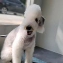 내안에너있DOG 이미지