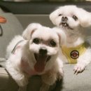 해피 펫 택시 이미지