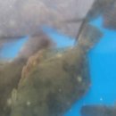 갯마을횟집 이미지