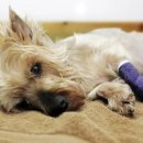 로얄동물메디컬센터w 이미지