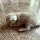 빙글뱅글캐터리 이미지