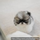 디디펫 수원강아지분양 이미지