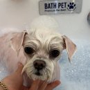 땡글하개 이미지