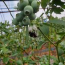 수정벌마야 이미지