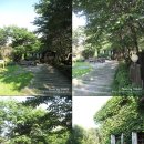 숲속의 섬 이미지