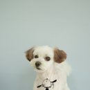 쿨 애견미용 이미지